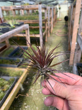 Load image into Gallery viewer, Tillandsia Tenuifolia v. Amethyst-Large Plants