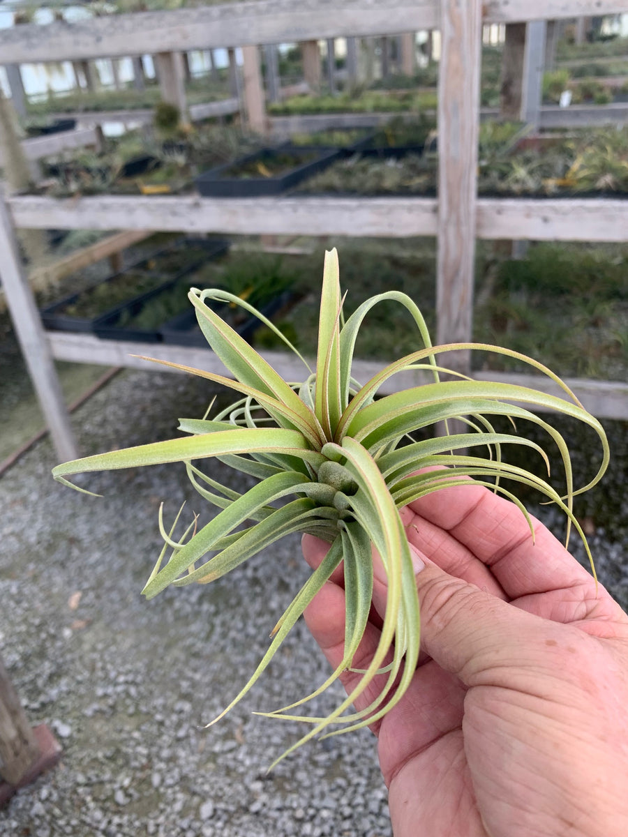 Tillandsia Concolor x Streptophylla- Sm. – PlantOddities