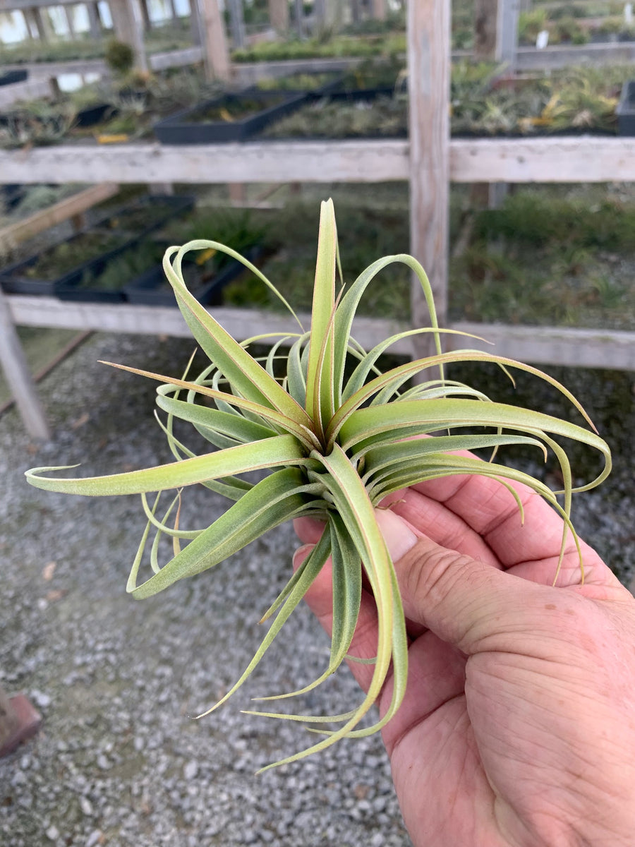 Tillandsia Concolor x Streptophylla- Sm.