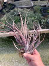Load image into Gallery viewer, Tillandsia King Cobra-chiapensis x botterii