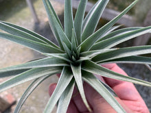 Load image into Gallery viewer, Tillandsia Guelzii