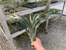 Load image into Gallery viewer, Tillandsia Flabellata Giant Red