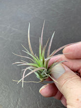 Load image into Gallery viewer, Tillandsia Extensa- Small Plants