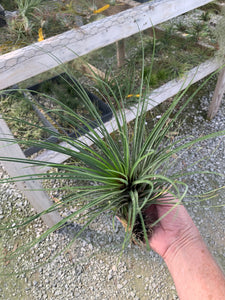 Tillandsia tricolor x juncea- Large Beautiful Plants