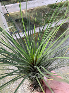 Tillandsia tricolor x juncea- Large Beautiful Plants