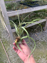Load image into Gallery viewer, Tillandsia Polystachia -Large Plants