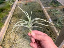 Load image into Gallery viewer, Tillandsia X Inca Gold