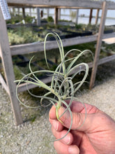 Load image into Gallery viewer, Tillandsia X Wonga- Mallemontii x duratii