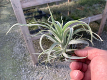 Load image into Gallery viewer, Tillandsia Harrisii 5-7&quot;