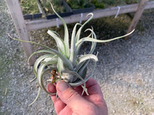 Load image into Gallery viewer, Tillandsia Harrisii 5-7&quot;