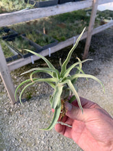 Load image into Gallery viewer, Tillandsia Streptophylla Guat. 3-5&quot;