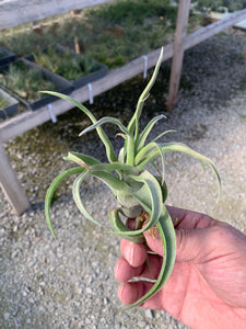 Tillandsia Streptophylla Guat. 3-5"