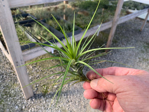 Tillandsia Caulescens- Large Plants