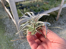 Load image into Gallery viewer, Tillandsia Chiapensis -Medium Plants