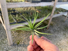Load image into Gallery viewer, Tillandsia Montana