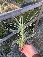 Load image into Gallery viewer, Tillandsia Straminea Bush-Large Plants
