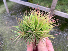 Load image into Gallery viewer, Tillandsia Ionantha Fat Boy Clumps