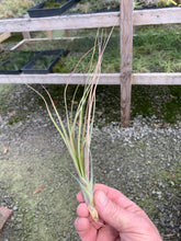 Load image into Gallery viewer, Tillandsia X Floridiana- Small Single Plants