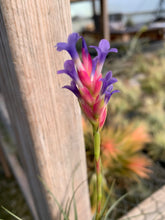 Load image into Gallery viewer, Tillandsia tenuifolia Blue Flower