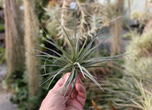 Load image into Gallery viewer, Tillandsia Aeranthos Gray Ghost