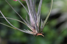 Load image into Gallery viewer, Tillandsia Chaetophylla-Single Plants