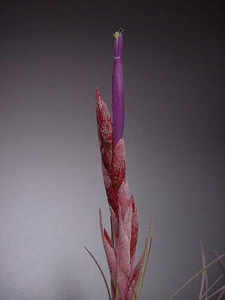 Tillandsia Chaetophylla-Single Plants