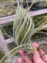 Load image into Gallery viewer, Tillandsia Fasciculata x Ionantha Small