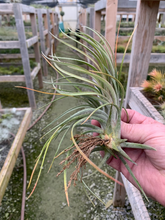 Load image into Gallery viewer, Tillandsia Fasciculata x Ionantha Small