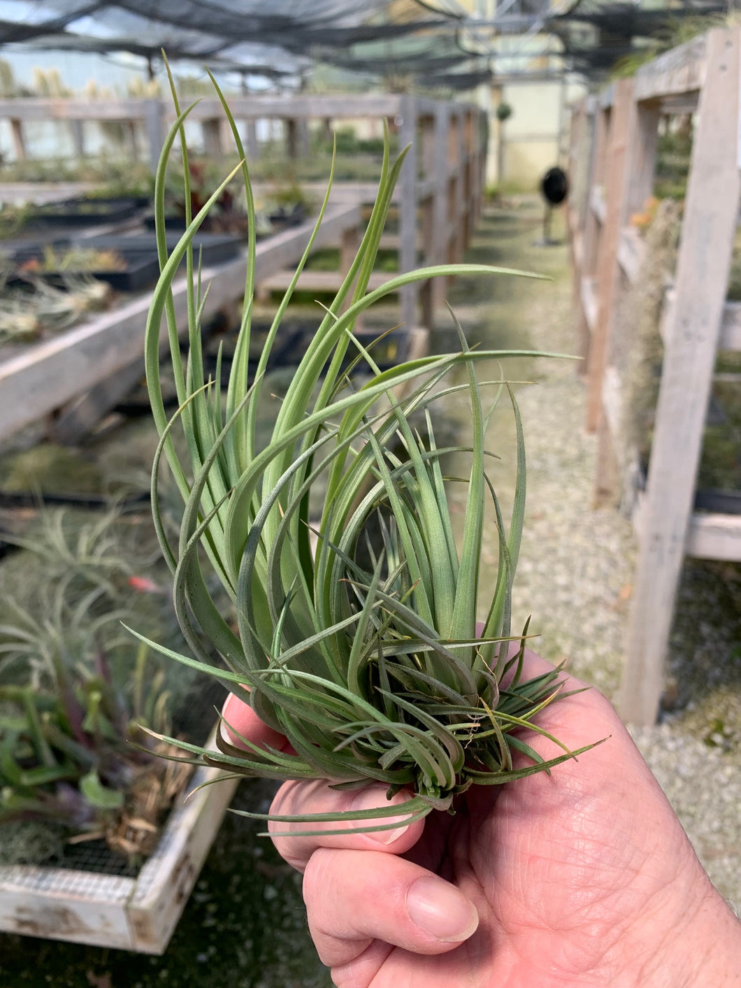 Tillandsia vernicosa Tall clump-ON SALE!!!  50% OFF!!!
