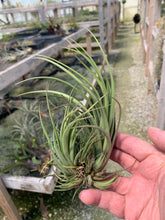 Load image into Gallery viewer, Tillandsia vernicosa Tall clump-ON SALE!!!  50% OFF!!!