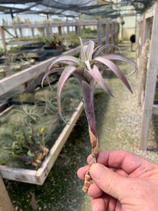Tillandsia Roseoscapa Curly Medium