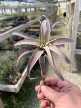 Load image into Gallery viewer, Tillandsia Roseoscapa Curly Medium