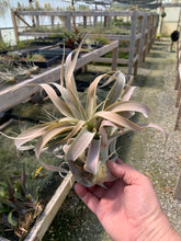 Load image into Gallery viewer, Tillandsia Capitata Apricot