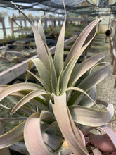 Load image into Gallery viewer, Tillandsia Capitata Apricot
