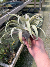 Load image into Gallery viewer, Tillandsia Roseoscapa Large