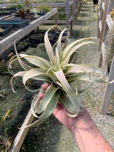 Load image into Gallery viewer, Tillandsia Roseoscapa Large