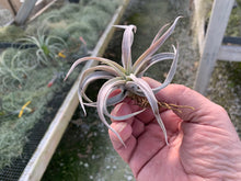 Load image into Gallery viewer, Tillandsia Chiapensis Gigantesco Small