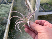 Load image into Gallery viewer, Tillandsia Chiapensis Gigantesco Small