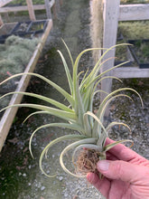 Load image into Gallery viewer, Tillandsia Duratii x Ixioides