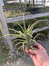 Load image into Gallery viewer, Tillandsia Duratii x Ixioides