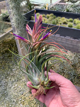 Load image into Gallery viewer, Tillandsia Seleriana x Circinnatoides-Single Half-Grown Plants