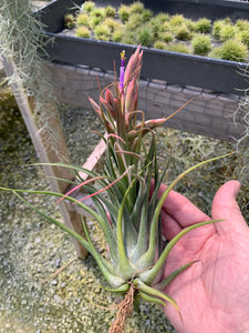 Tillandsia Seleriana x Circinnatoides-Single Half-Grown Plants