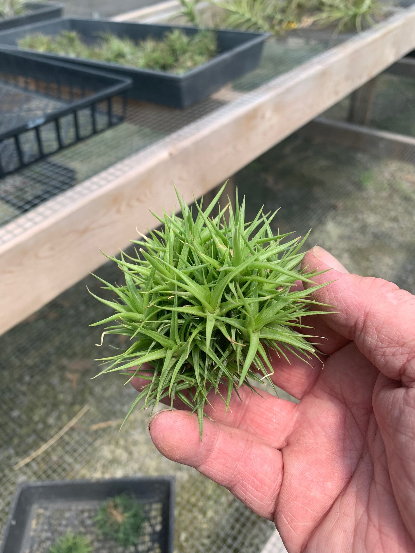 Tillandsia Aeranthos Minuet -Small Clump