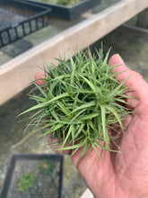 Load image into Gallery viewer, Tillandsia Aeranthos Minuet -Small Clump