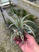 Load image into Gallery viewer, Tillandsia &quot;Screwball&quot;-(chiapensis x velutina)-Large Plants