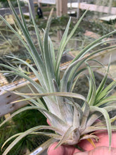 Load image into Gallery viewer, Tillandsia &quot;Screwball&quot;-(chiapensis x velutina)-Large Plants