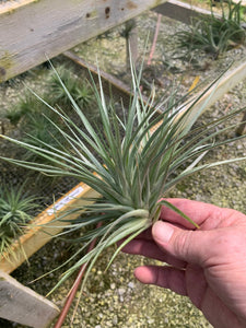 Tillandsia Stricta Fay Gray- Large single and double plants