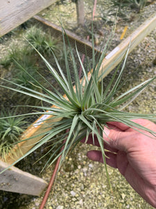 Tillandsia Stricta Fay Gray- Large single and double plants