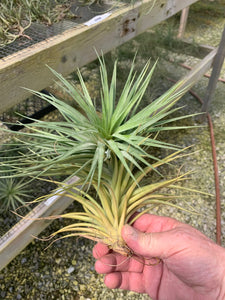 Tillandsia Stricta Starburst-Single Extra Large Plants