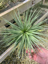 Load image into Gallery viewer, Tillandsia Stricta Starburst-Single Extra Large Plants